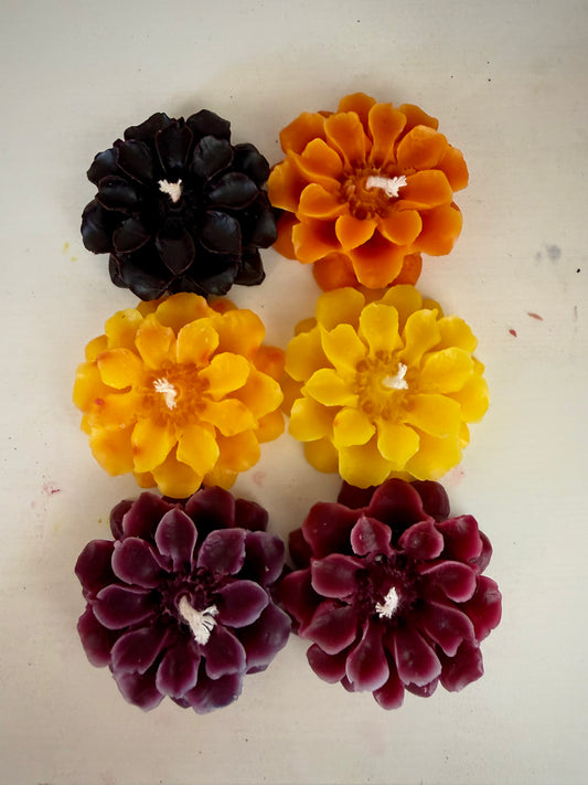 Veloria Bloom